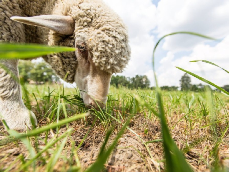 Miejsca zniszczone przez owce to dziś ostoje bogactwa gatunków